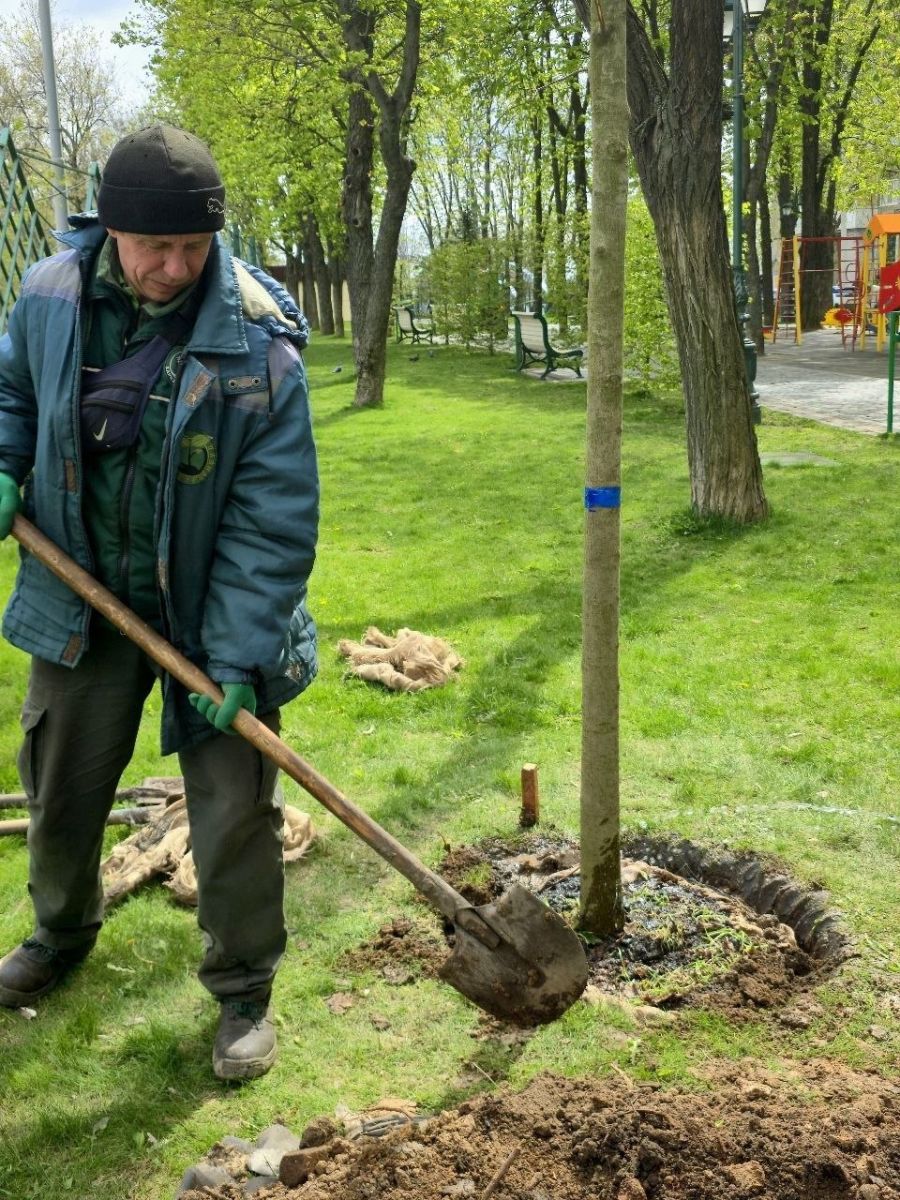У сквері Незалежності висадили 10 нових дерев